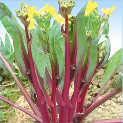Túi Hạt Giống Rau Cải Ngồng Đỏ. Túi 5 Gram. Giá Khuyến Mại