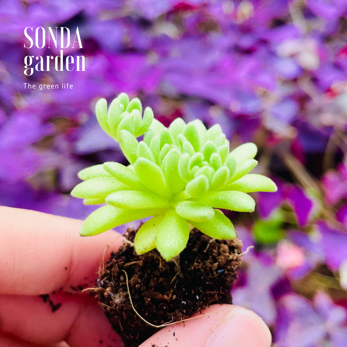 Sen đá sedum dù xanh size mini siêu khỏe đẹp lỗi 1 đổi 1