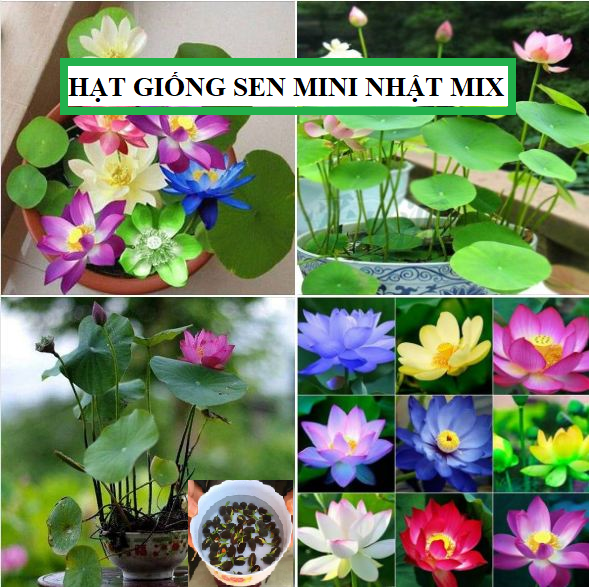 Hạt giống sen mini nhật mix màu - ( 1 gói 5 hạt )