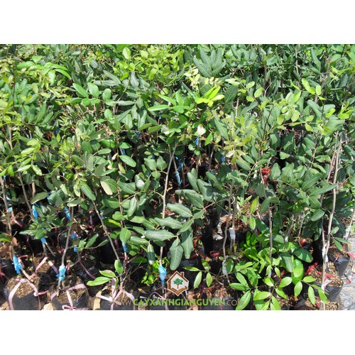 NHÃN XUỒNG CƠM VÀNG LOẠI 1