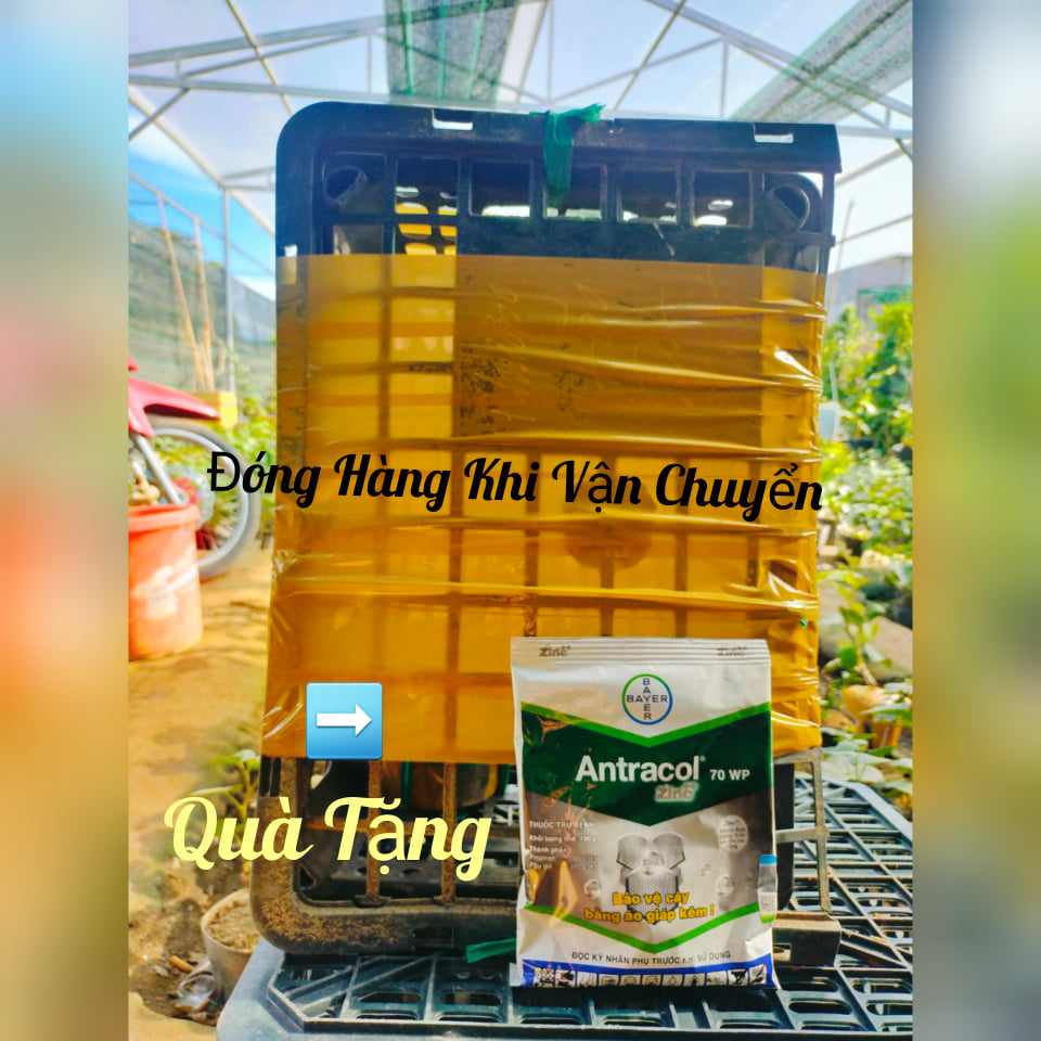 Cây Nho Giống Đỏ Leo Giàn Ninh Thuận
