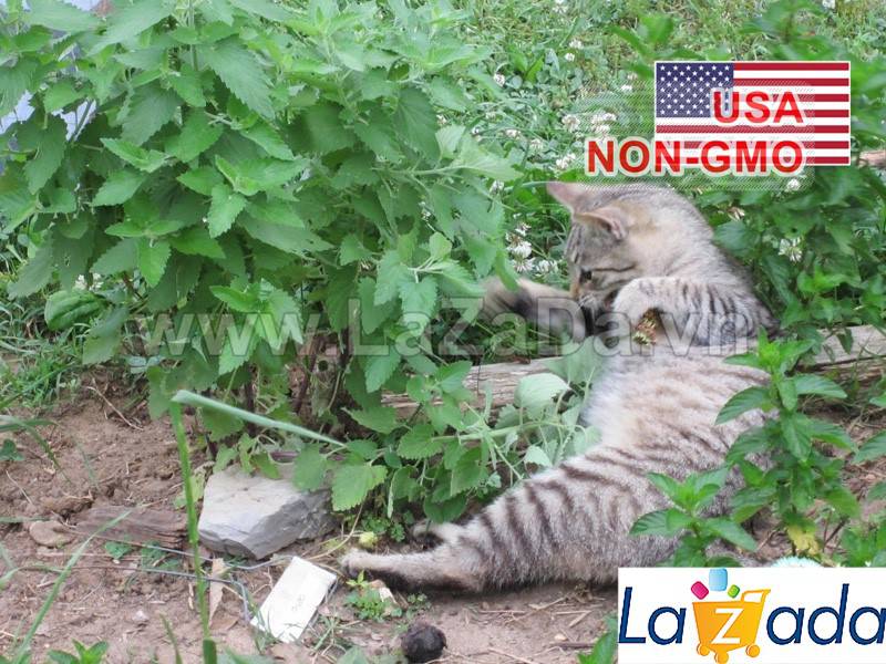 [HCM]500.HẠT Hạt Giống Catnip / Cỏ Mèo (| C26*X33)