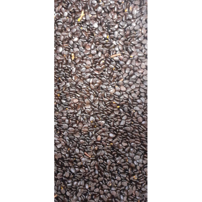 500 gram hạt keo lá tràm