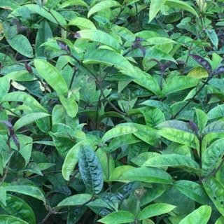 Ba kích tím - cây giống gửi đi nguyên bầu