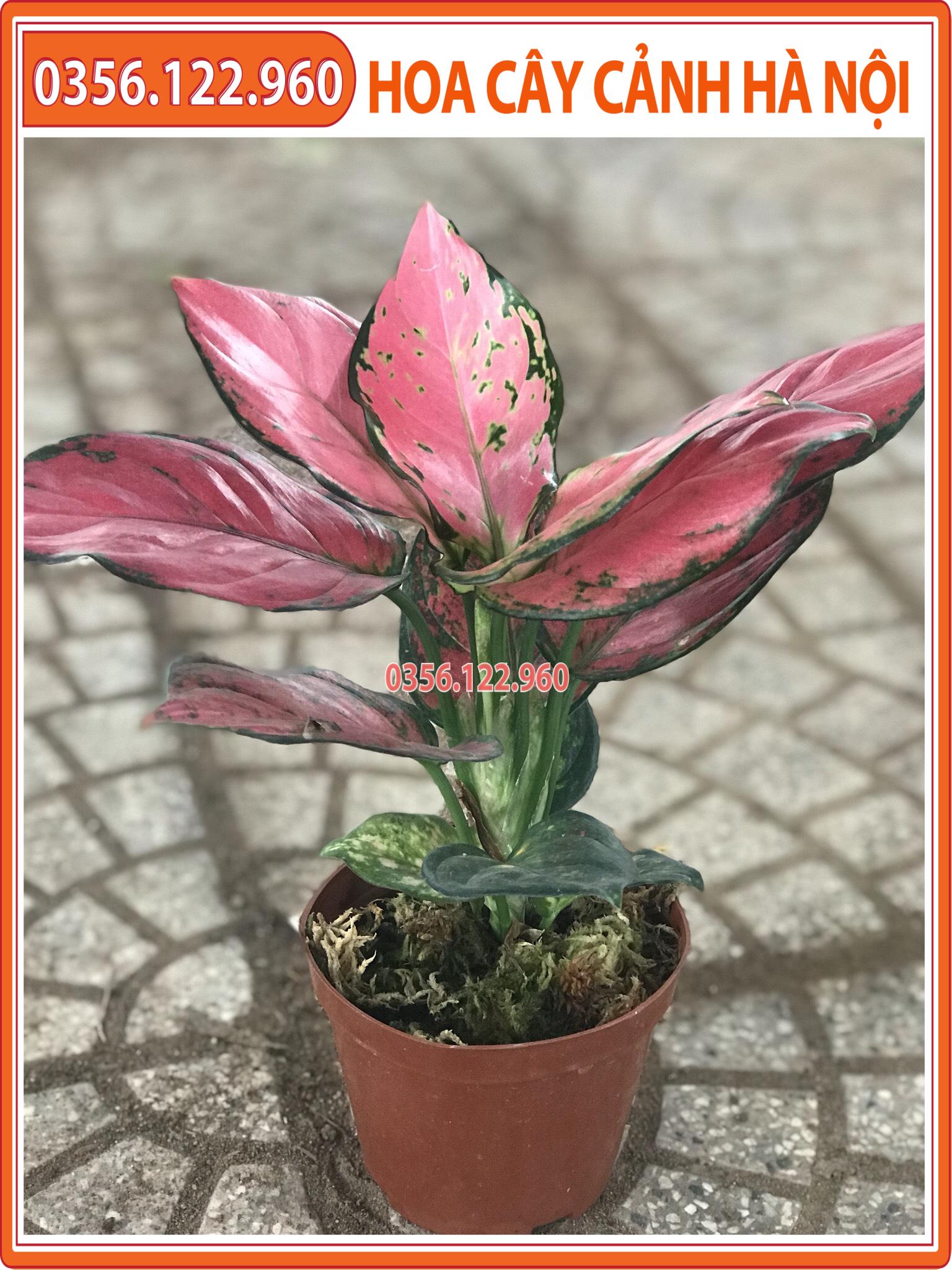 Cây vạn lộc đỏ để bàn