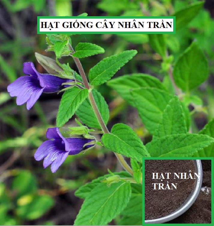 Hạt Giống Cây Nhân Trần - ( cây dược liệu - 200 hạt/gói )