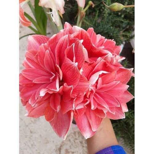 combo 5 củ hoa huệ kép