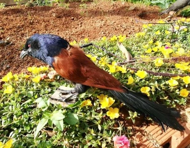 bổi bịp  nhôi keo đẹp siêu bền