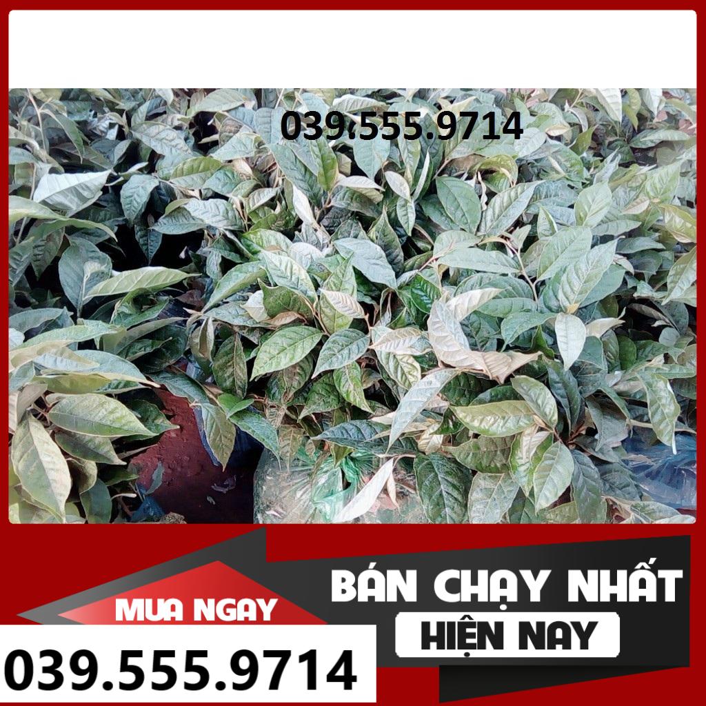 Cây Giống Nhót Ngọt Siêu Quả