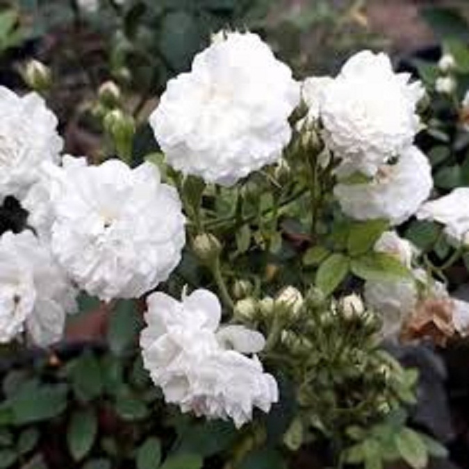 Bầu cây giống hoa bạch trà, hoa trà trắng cổ hàng cực hiếm, gửi đi nguyên bầu - BCGBT