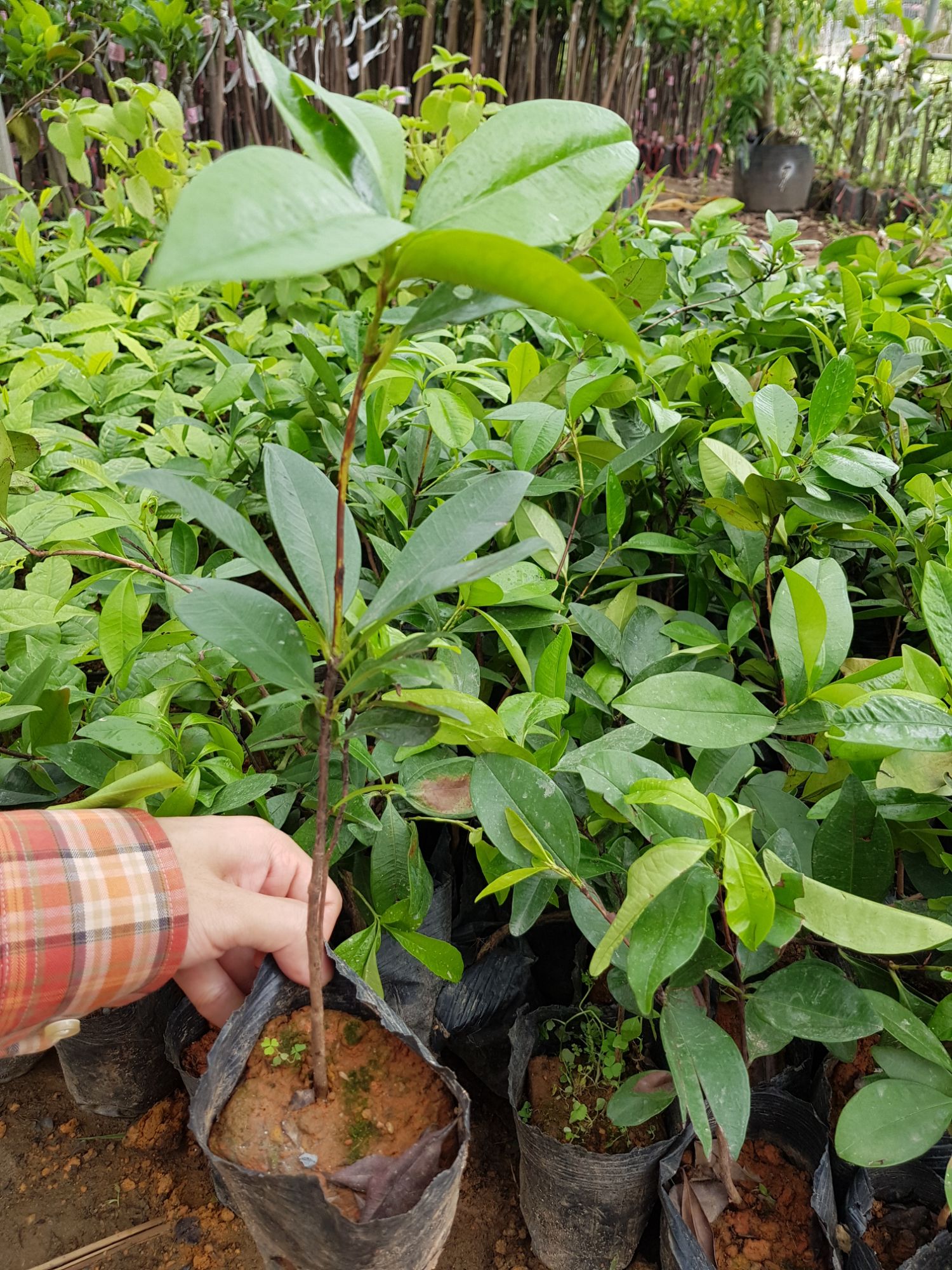 Cây giống Cherry Brazin (chuẩn giống như hình)