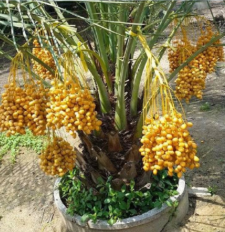Hạt giống cây chà là Israel - 1 gói 5 hạt ( nảy mầm tốt )