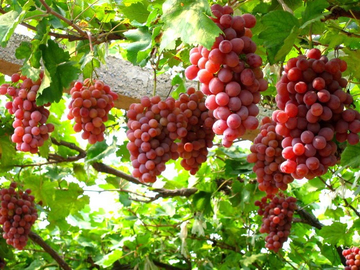MẬT NHO NINH THUẬN (750ML)