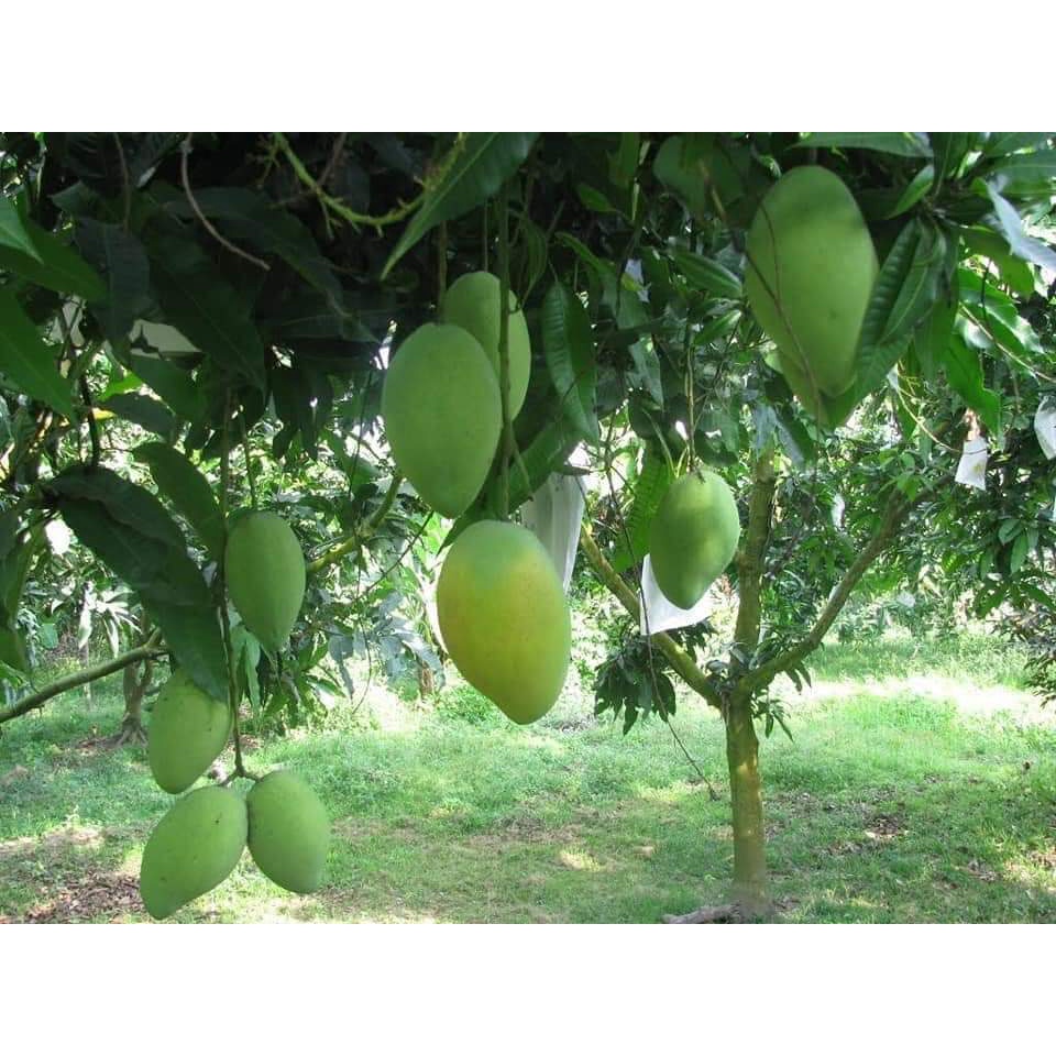Cây giống Xoài Tứ Quý
