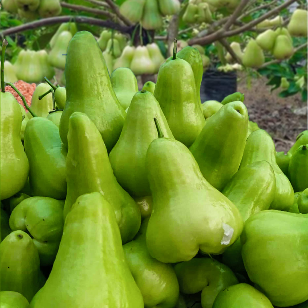 ( Hàng mới về ) Cây giống Roi Xanh.