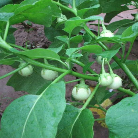 [HCM]20 Hạt giống cà pháo trắng sai quả