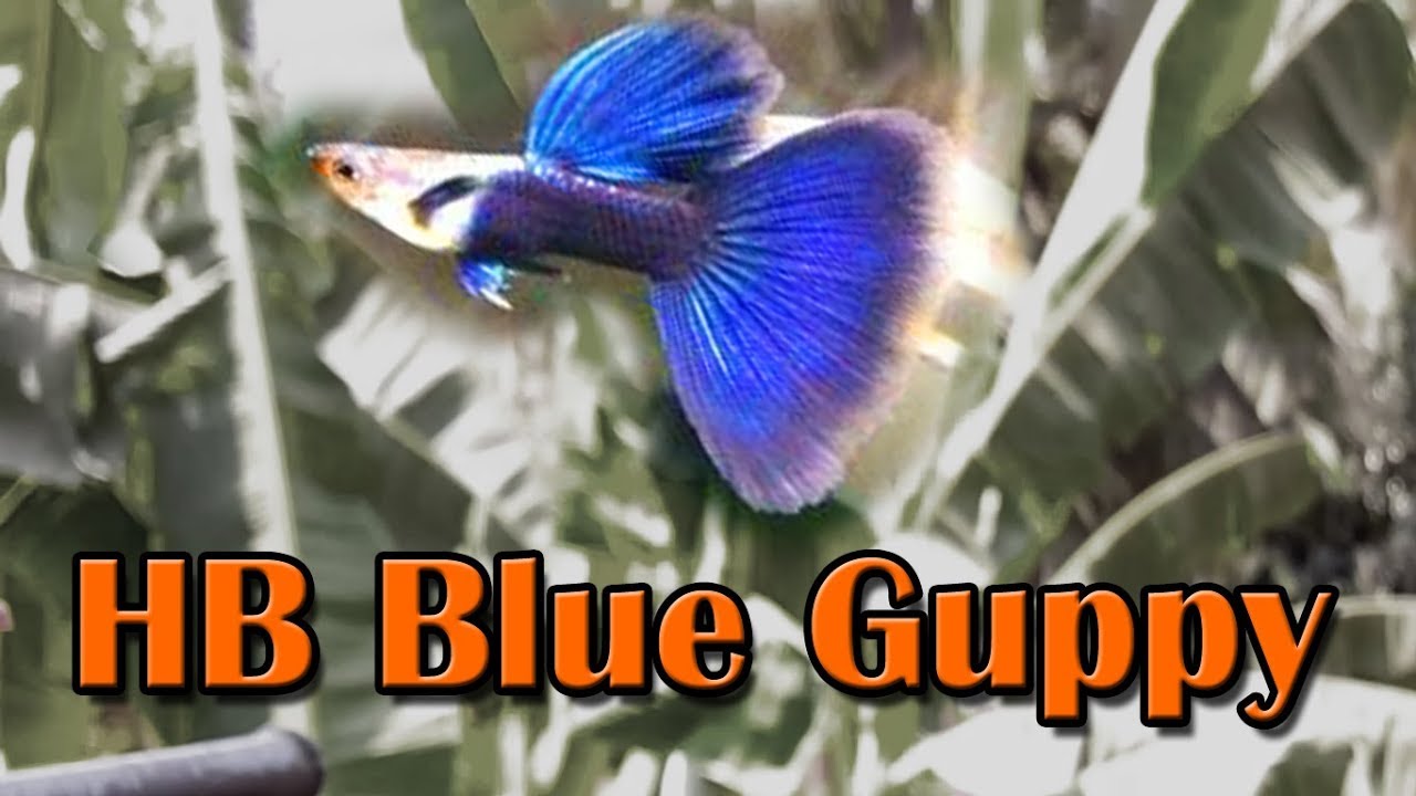 hb blue guppy - 7 màu