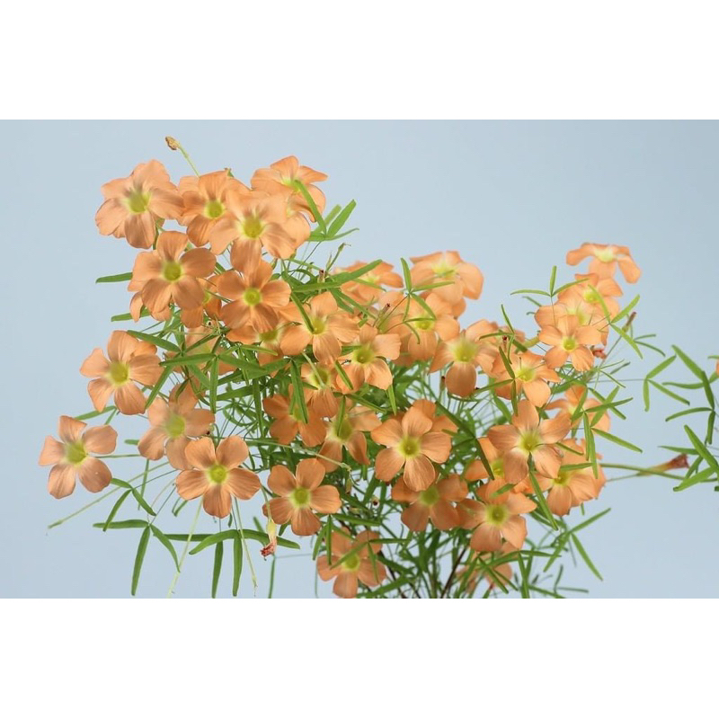 củ hoa oxalis dòng hoa sớm, thân mảnh mai