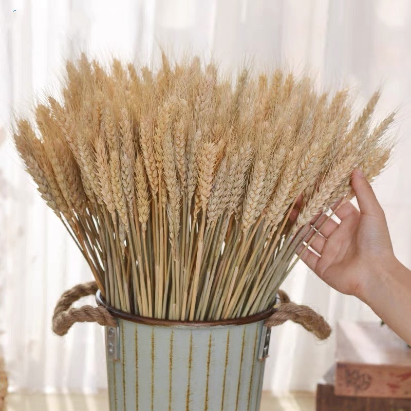 Bó 15 Nhánh lúa thật phơi khô 30cm cao, Đạo cụ chụp ảnh trang trí L359