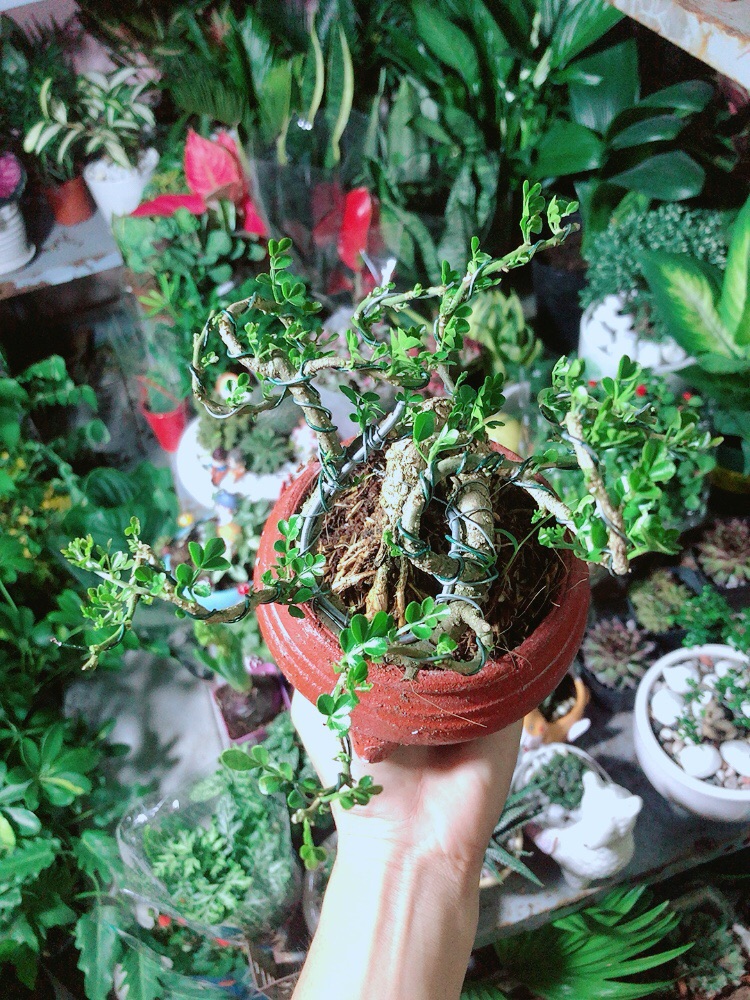 [HCM]Chậu Cây Cần Thăng Bonsai