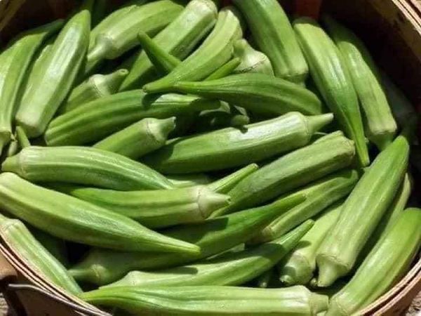 Hạt giống đậu bắp xanh gói 40 hạt