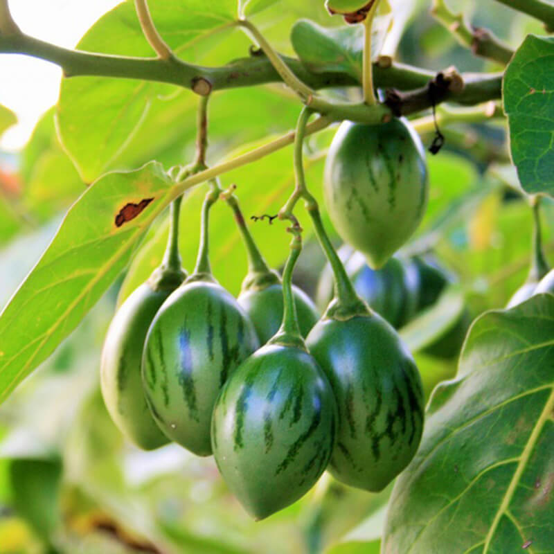 Hạt giống cà chua thân gỗ Tamarillo ( 10 hạt/gói )