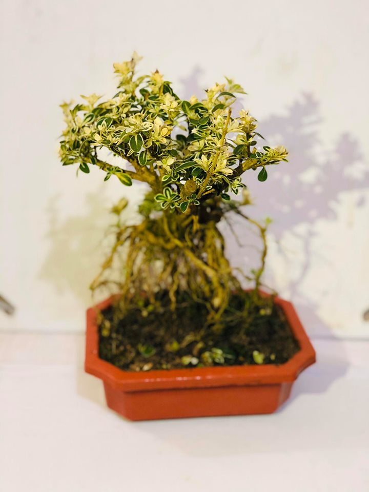 Cây bạch tuyết mai bonsai để bàn