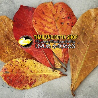 [HCM]20 LÁ BÀNG KHÔ TỰ NHIÊN