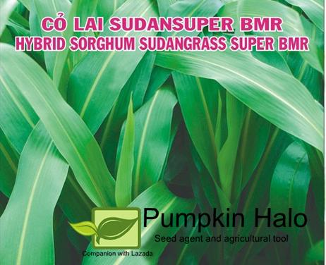 [HCM]HẠT GIỐNG CỎ NHẬP KHẨU _ LAI SUDAN_gói 100gram .