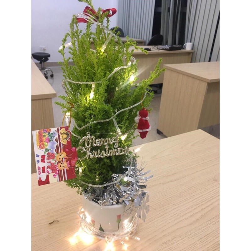 Cây Tùng Thơm size cao 50cm Trang Trí Noel (Ảnh thật hình 1)