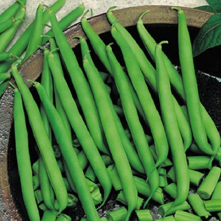 Túi 50 Gram Hạt giống đậu trạch lai