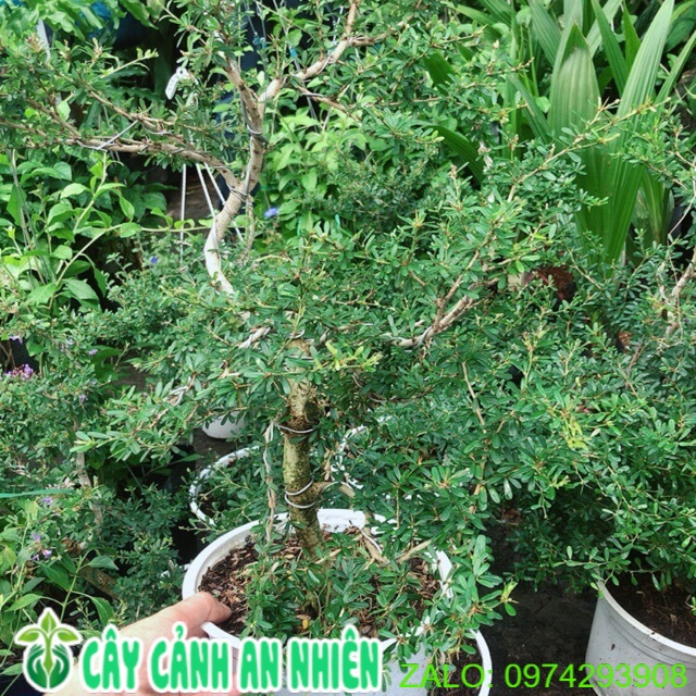 Linh Sam Lớn+2 linh sam nhỏ