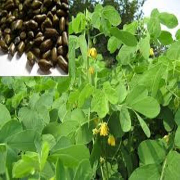 COM BO 3 CÂY GIỐNG MUỒNG LÁ LẠC