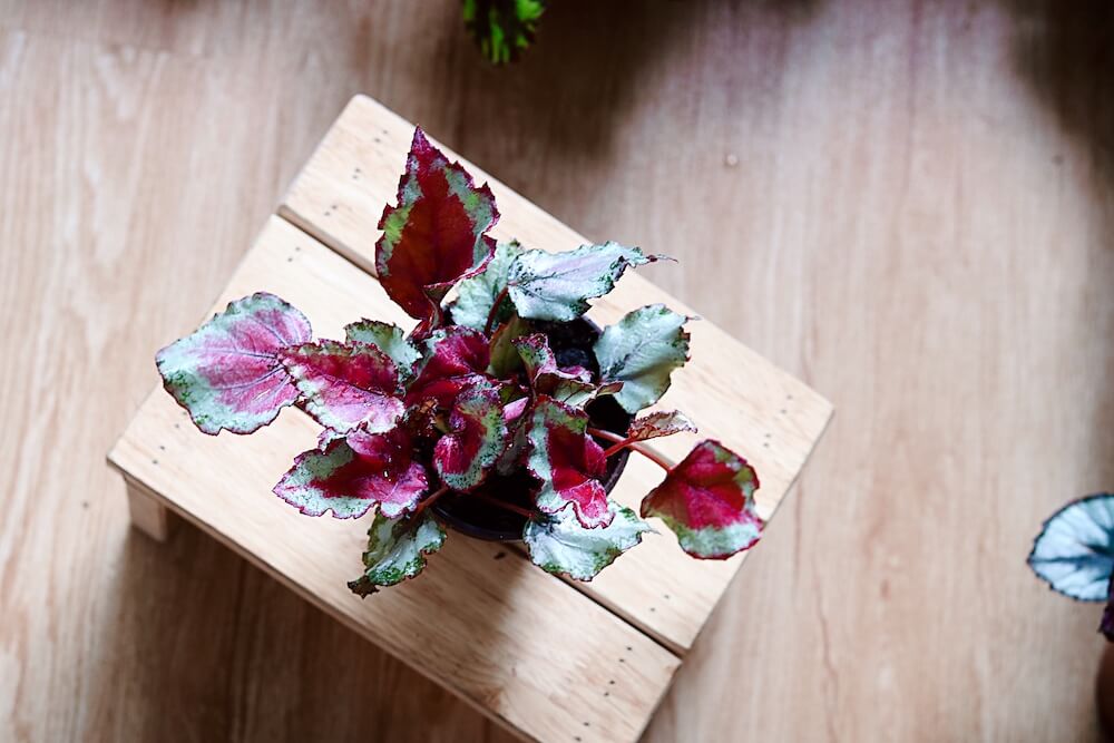 Chậu cây Begonia Celia - Thu Hải Đường Celia