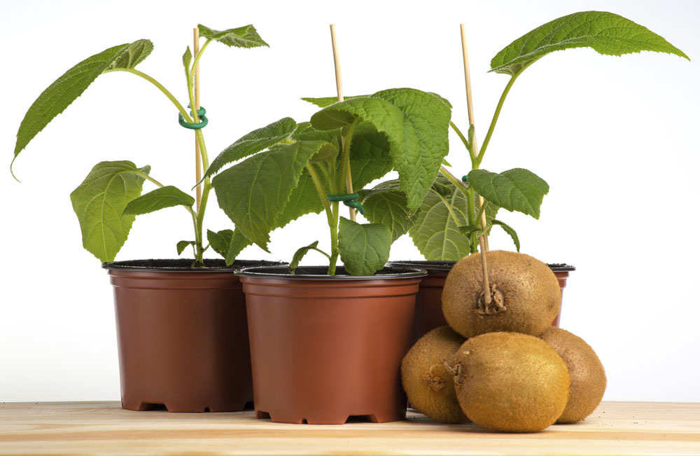 [Lấy mã giảm thêm 30%] Gói Hạt Giống Cây Kiwi