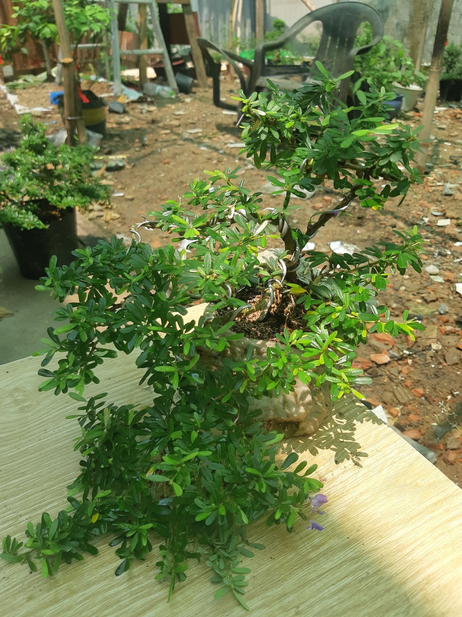 linh sam bonsai HÒN NON BỘ