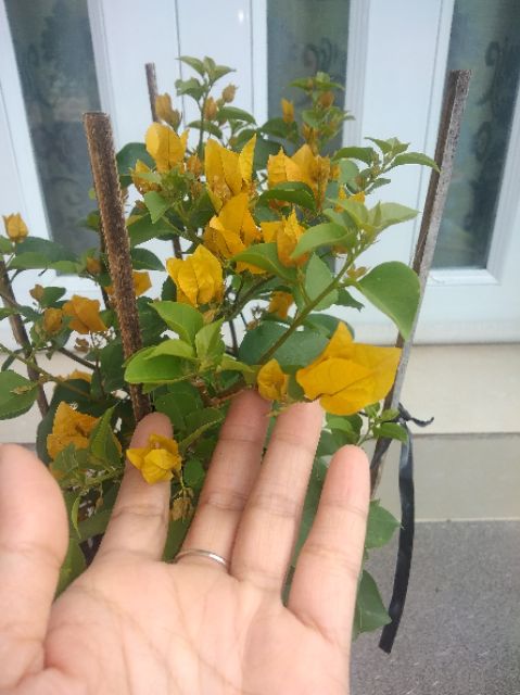 Cây hoa giấy ( màu vàng ) siêu hoa