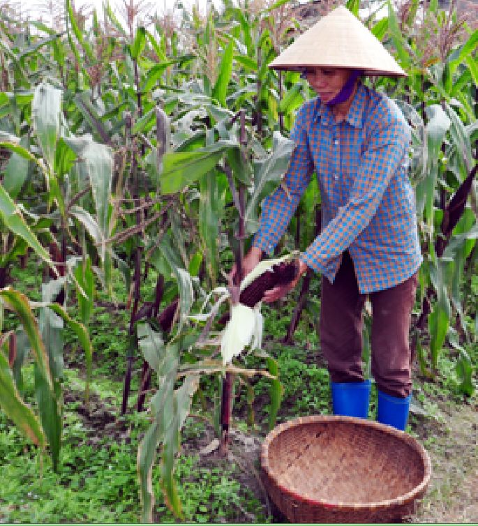 Túi 30 Hạt giống Ngô nếp tím