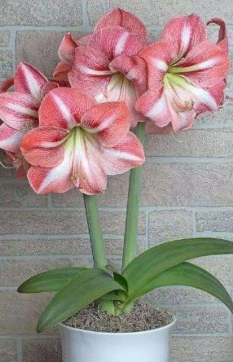 củ hoa huệ kép 10 củ màu hồng