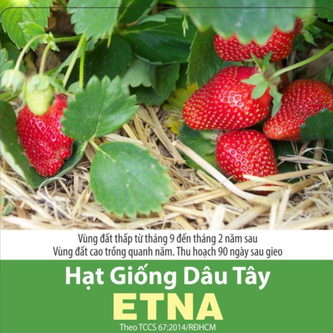 Hạt Giống Dâu Tây Đỏ Sai Trái (0.05gr)