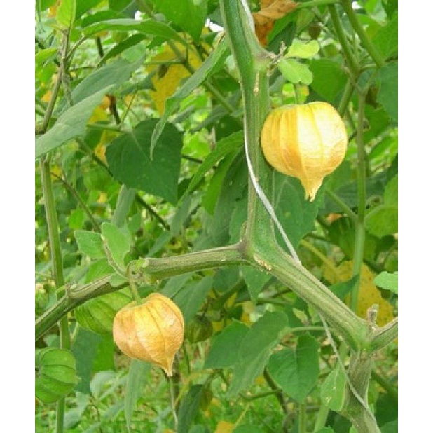 Hạt Giống Cây Rau Tầm Bóp