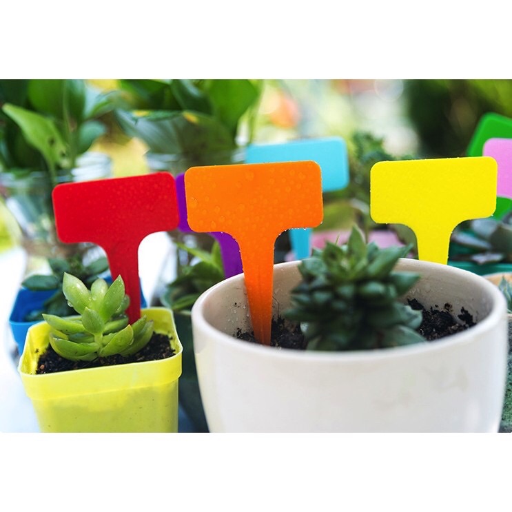 Sét 20 Thẻ cắm name tag nhựa dầy có 12 màu lựa chọn 6x10cm