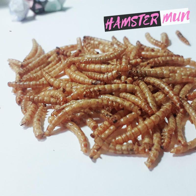Sâu gạo cỡ trung rang bơ - Hamster, nhím, sóc bịch 100g