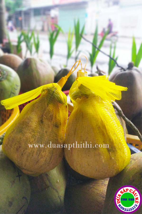 COMBO 2 DỪA SÁP LOẠI 2 MINI (Trái 600gr-700gr)