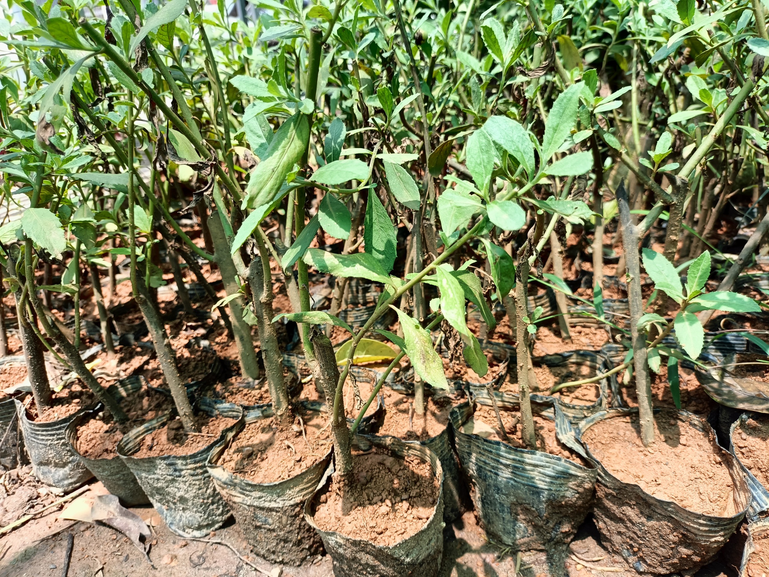 Cây giống cúc tần ta