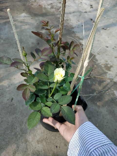 Hồng ngoại Tezza lùn (hồng bụi)