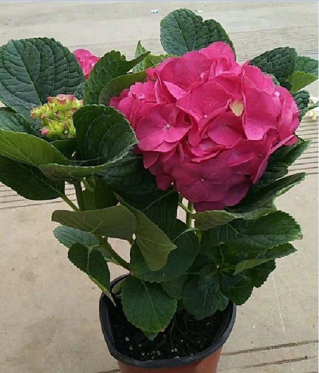 Mixed Color Hydrangea Seeds - 10 Seeds/Package