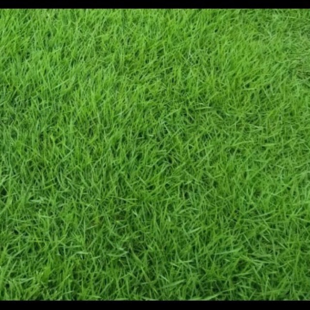 Hạt Giống Cỏ Thảm Bermuda Hay Cỏ Gà cỏ chỉ (dùng tạo cảnh quan,chăn nuôi)- 500G