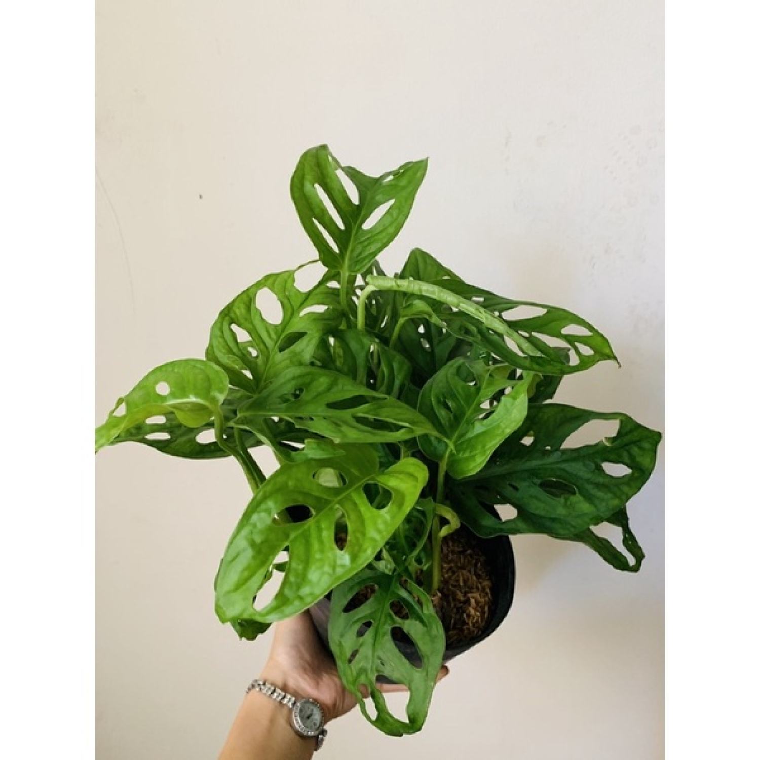 Chậu trầu bà lỗ nhiều thân