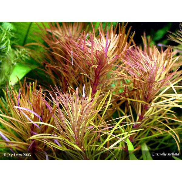 Cây Thuỷ Sinh Ngỗ Tím (15 Nhánh)